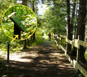 sentier_tolbat6
